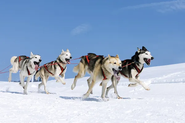 Cães esportivos na neve — Fotografia de Stock