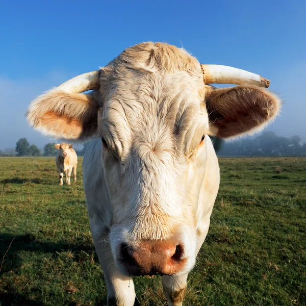 Sabah ışık beyaz inek — Stok fotoğraf