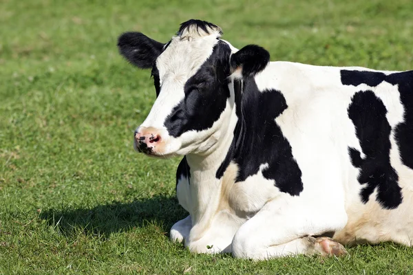 Lying down on the grass — Stock Image Lying down on the grass Stock Image