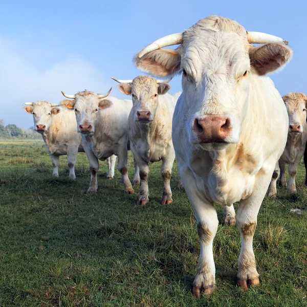 Vacas cuadradas — Foto de Stock