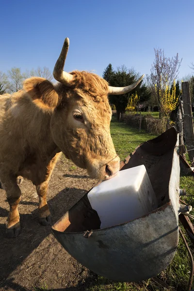 Cow lunch — Stock Photo, Image