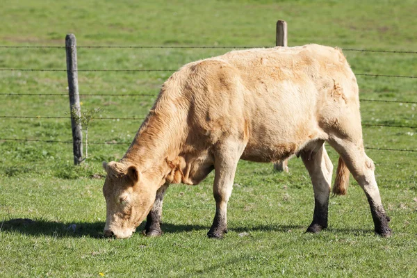 Vaca sozinha em pasto — Fotografia de Stock