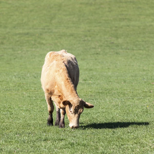 Mucca in pascolo verde — Foto Stock