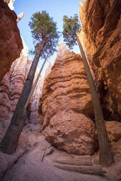 Berühmte Bäume in der Schlucht von Bryce — Stockfoto