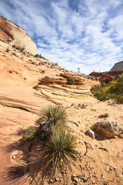 Famous slopes of Zion canyon — Stock Photo, Image