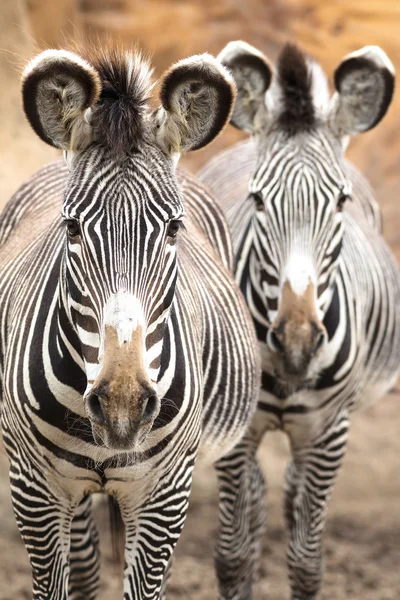 Wildes Zebra — Stockfoto