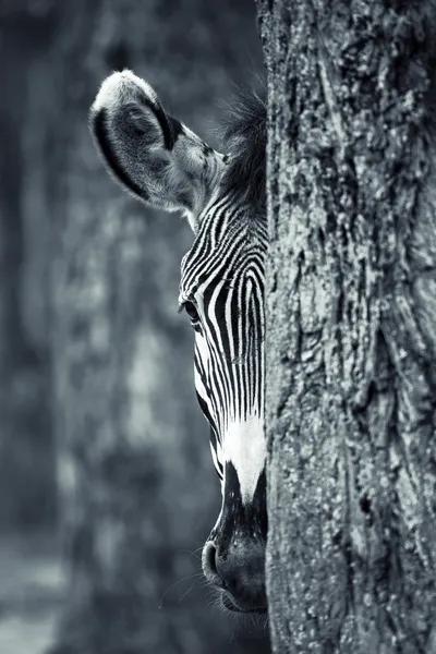 Retrato de zebra — Fotografia de Stock