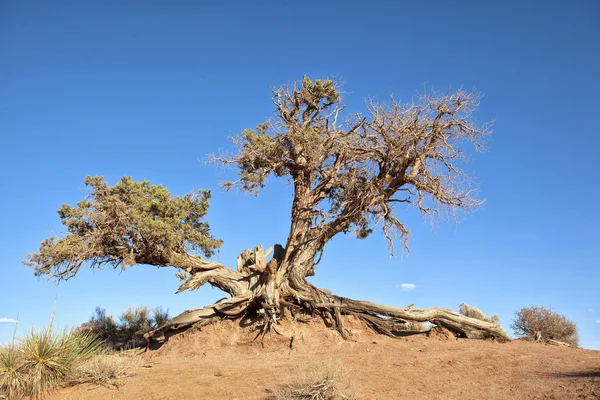 Tree root — Stockfoto
