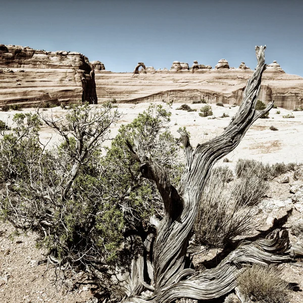 Wood and delicate arch — Stock Photo, Image