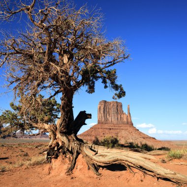 monument valley ve ağaç görünümü
