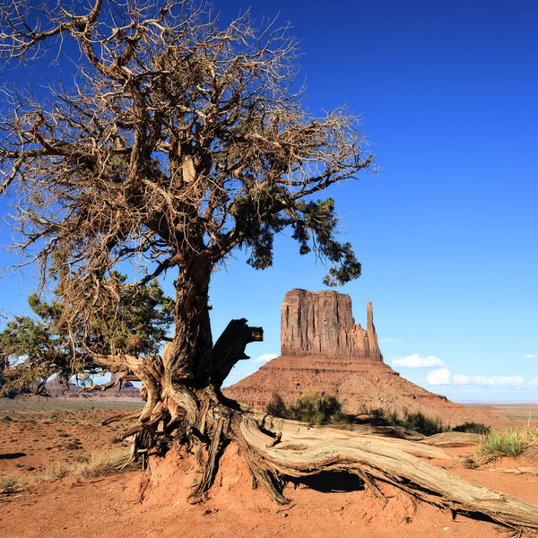 Monument valley ve ağaç görünümü — Stok fotoğraf