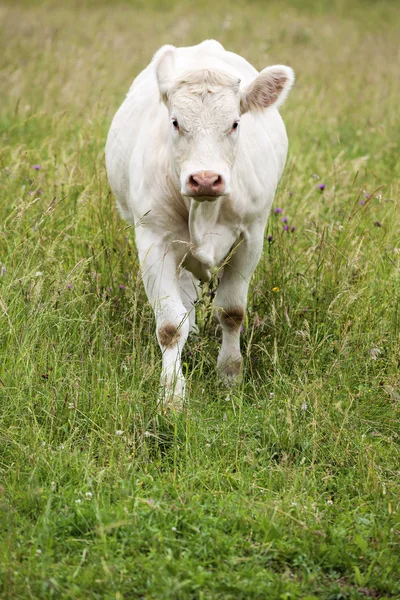 Mooie witte koe — Stockfoto