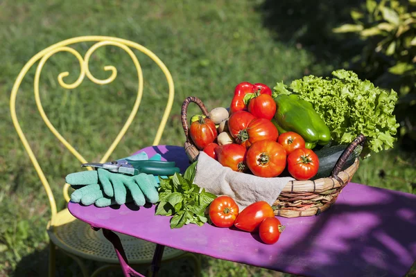 Garden vegetables — Stock Photo, Image