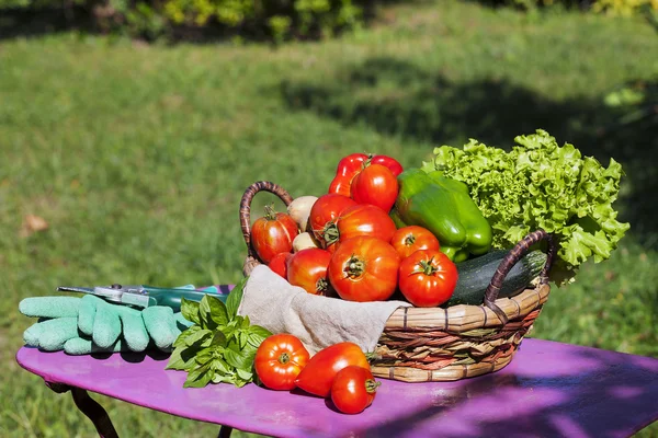 Garden harvest of vegetables — Stock Photo, Image
