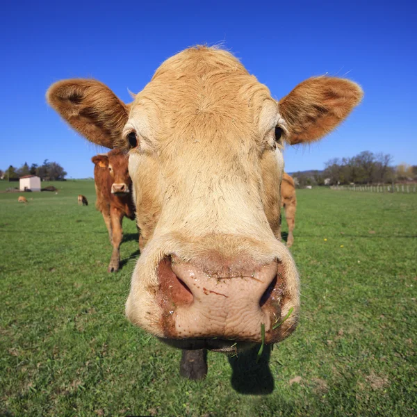 Cabeça de vaca — Fotografia de Stock