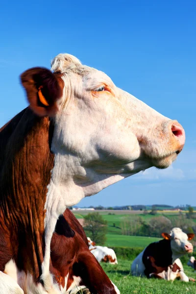 Retrato de Vaca — Fotografia de Stock