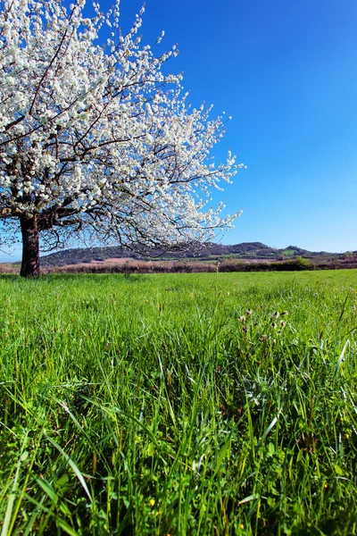 Blommande träd på våren. — Stockfoto