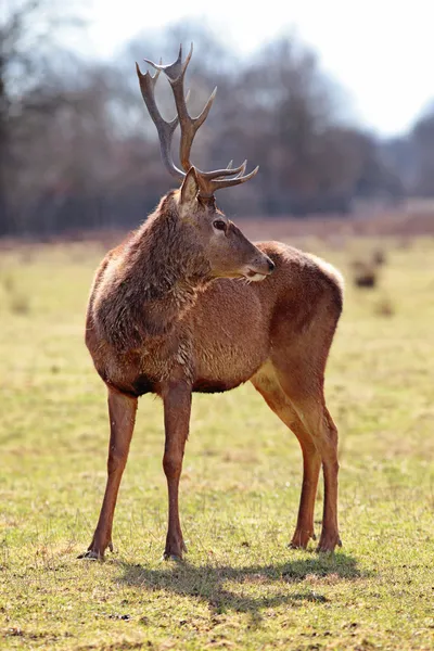 Magestic deer — стоковое фото