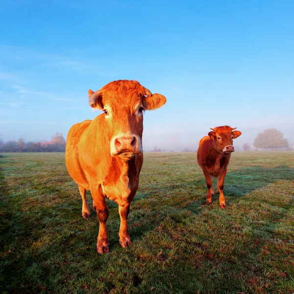 Sabah güneş ışığında inek — Stok fotoğraf