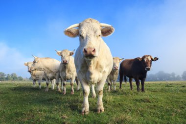 Herd of young white cows clipart