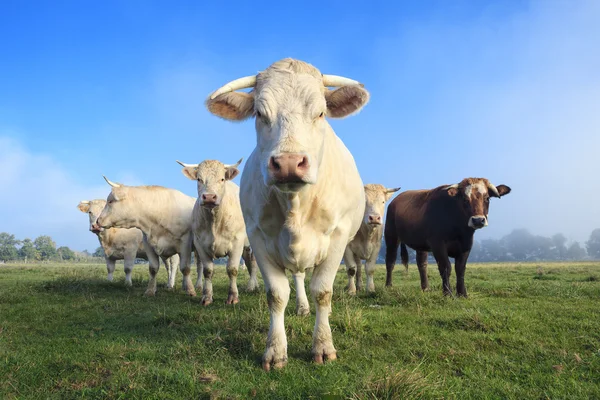 Herd of young white cows — Stock Photo, Image