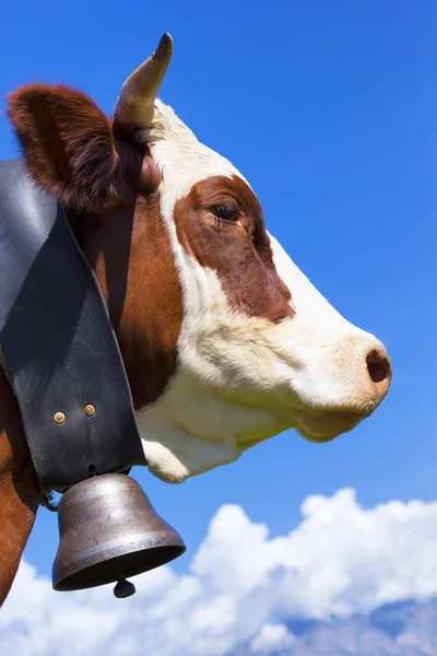 Retrato de vaca lechera marrón — Foto de Stock