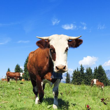 kahverengi inek bir çayır çimen