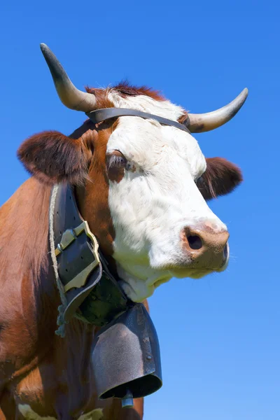 Portrait of Brown milk cow with bell — Stock Photo, Image