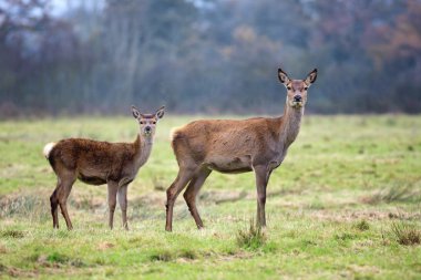 Doe ve açık kahverengi