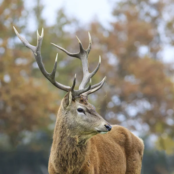 Deer in forest — Stock Photo, Image