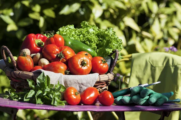 Some vegetables — Stock Photo, Image