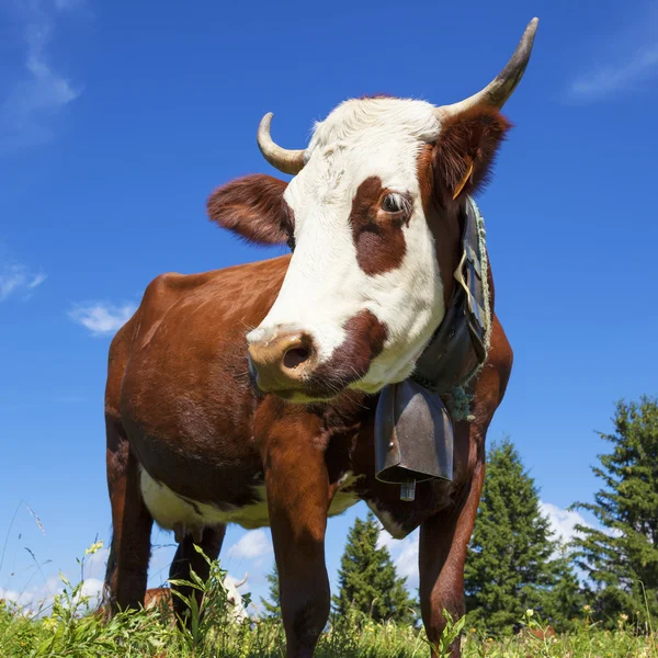 Ritratto di mucca nelle Alpi francesi — Foto Stock