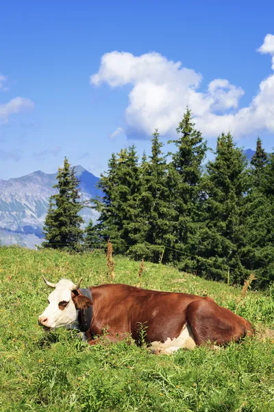 Lying cow in french alps — Stock Photo, Image
