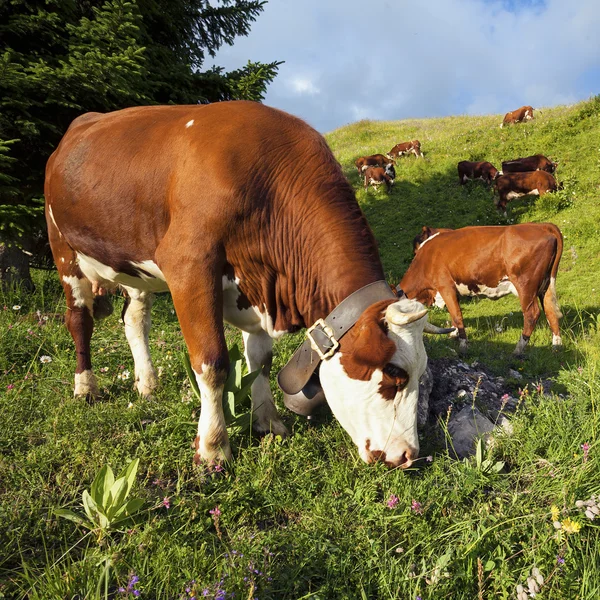 牛にフランスのアルプスの風景 — ストック写真