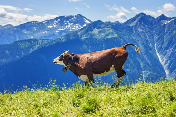 Cow running in french alps — Stock Photo, Image