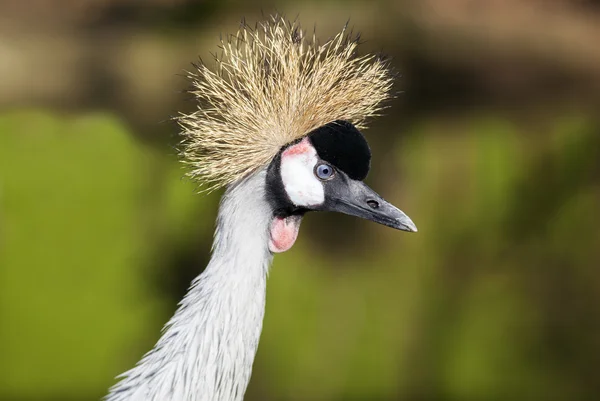 Krönt crane. — Stockfoto