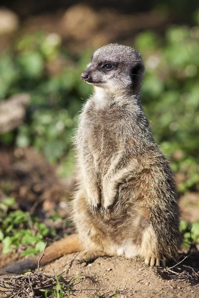 Meerkat debout — Photo