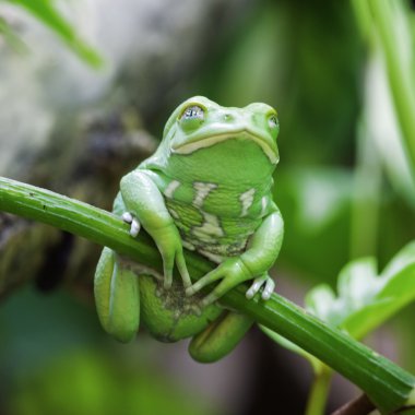 Green monkey frog clipart