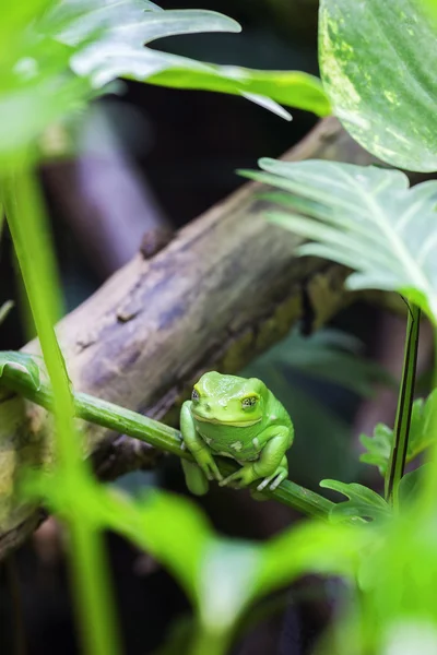 Green monkey tree frog — Stock Photo, Image