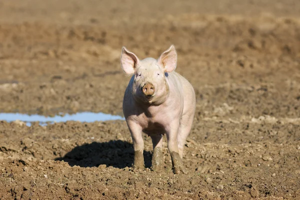 Rosarote Schweine — Stockfoto