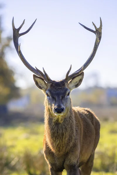 Majestueux puissant cerf rouge adulte — Photo