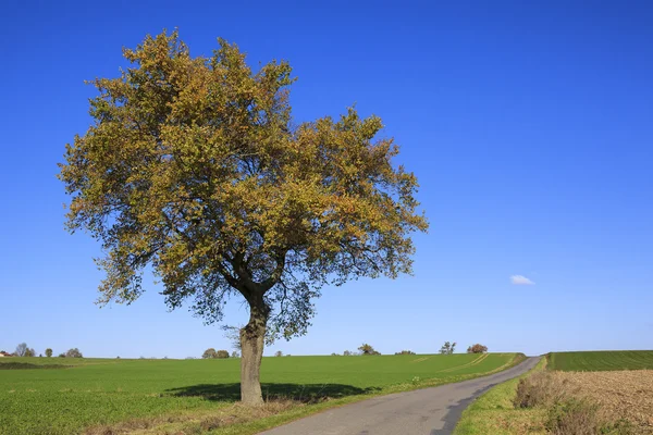 Träd en solig dag på hösten — Stockfoto