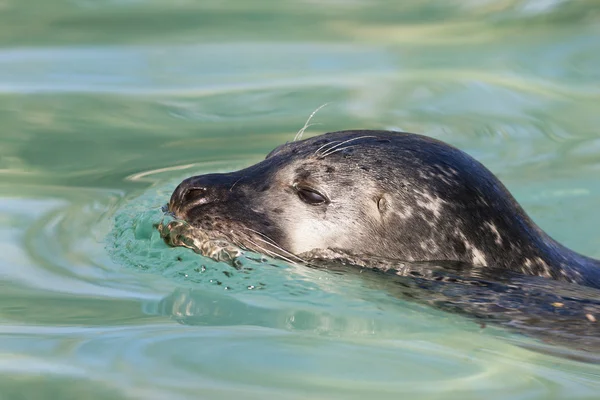 Schwimmrobbe — Stockfoto