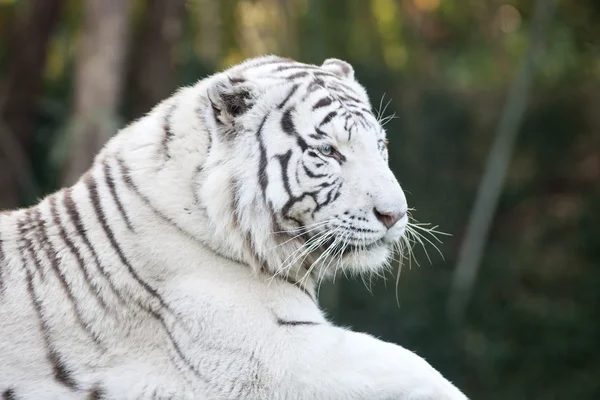 Weißer Tigerkopf — Stockfoto