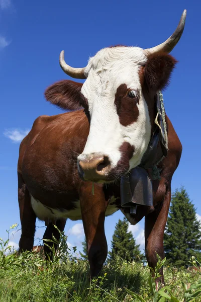 Braune Kuh auf einer Weide — Stockfoto