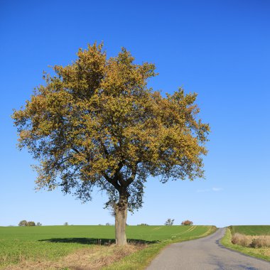 ağaçlı yol