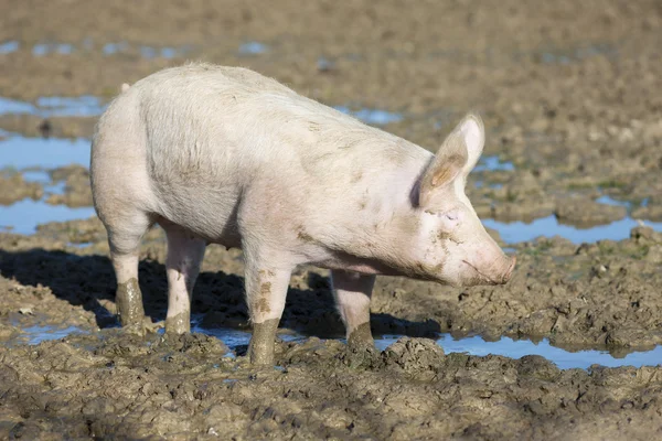 Большая свинья — стоковое фото