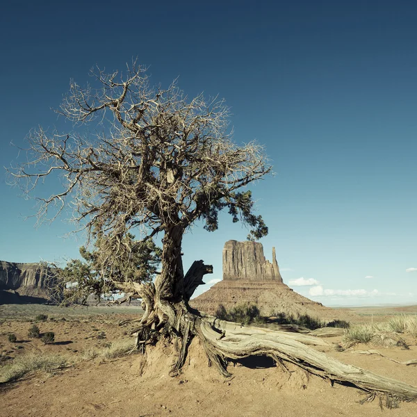 Monument Valley y árbol con procesamiento fotográfico especial — Foto de Stock