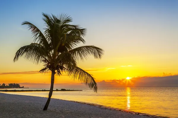 Praia com palmeira ao pôr do sol — Fotografia de Stock