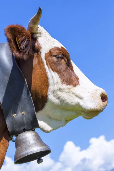 Gehörnte Kuh — Stockfoto